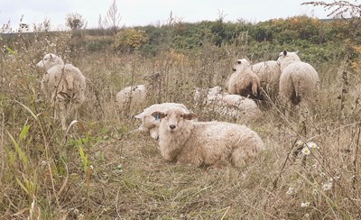 ©Luscinia Nature Str 20211023_133229 FINAL.jpg