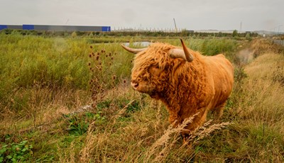 ©Luscinia Nature - hulk- final.jpg