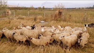 ©Luscinia Nature Str  TR 6 FINAL.jpg